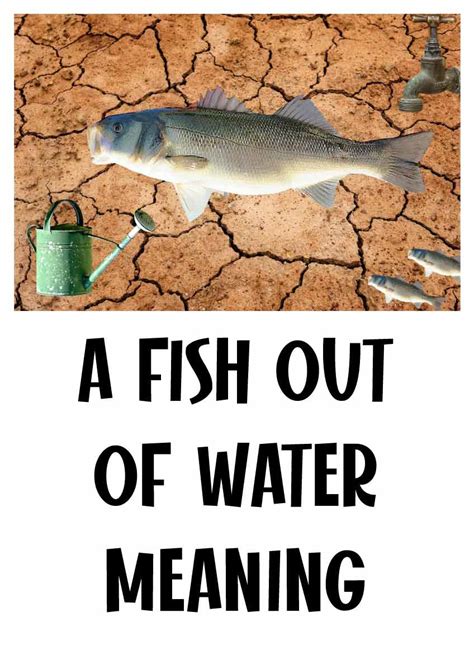a fish out of water meaning|a fish out of water meaning, origin, example, sentence, history.